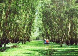 Ghé thăm 5 khu rừng tràm đẹp nhất Việt Nam