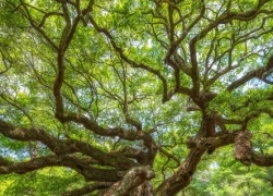 Có nên trồng rừng gỗ lớn chu kỳ dài bằng cây keo lai?