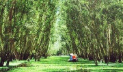 Ghé thăm 5 khu rừng tràm đẹp nhất Việt Nam